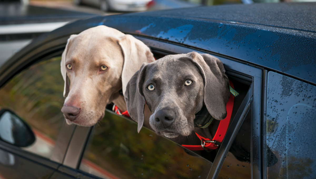 Trasportare cani e gatti: consigli per viaggiare in sicurezza