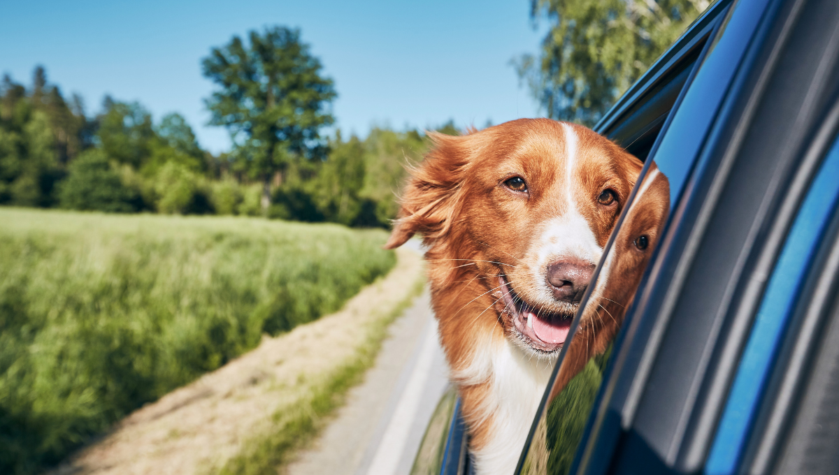 cane in automobile