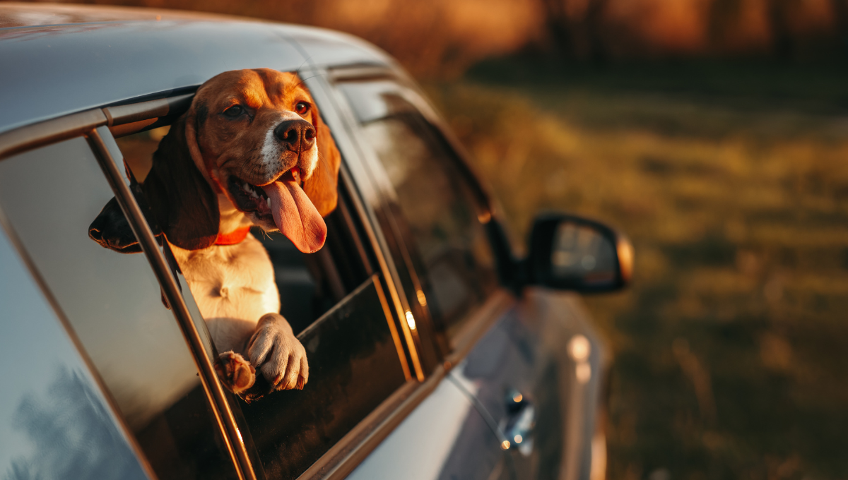 cane finestrino auto