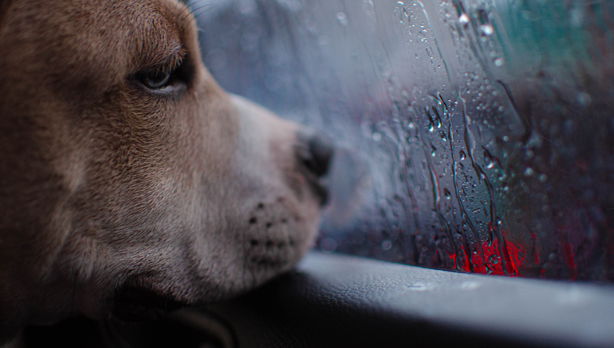 cane auto umidità